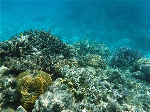 <% pageTitle %>” /></p>
<p>サンゴの種類が豊富で、魚の種類も多いです！</p>
<h5>網取の地図</h5>
<p><iframe src=