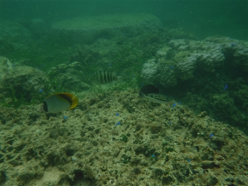 <% pageTitle %>” /></p>
<p>いかがでしょうか？<br />
水の中に潜ってみると、こんな感じです。<br />
浅瀬にもカラフルな魚がたくさんいます。<br />
しかし、残念ながら水の透明があまりよくありません。</p>
<h5>星砂の浜のサンゴ</h5>
<p class=