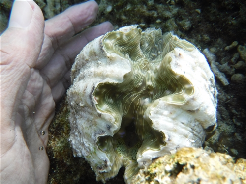 <% pageTitle %>” /></p>
<p>驚いたのはこんな大きな貝が浅瀬にいたこと。</p>
<p class=
