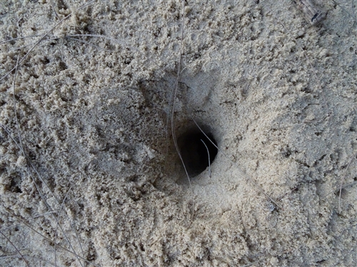 <% pageTitle %>” /></p>
<p>トゥドゥマリ浜では、このような大きな穴がいくつも空いています。<br />
カニの穴でしょうか。</p>
<h4>星砂の浜</h4>
<p class=