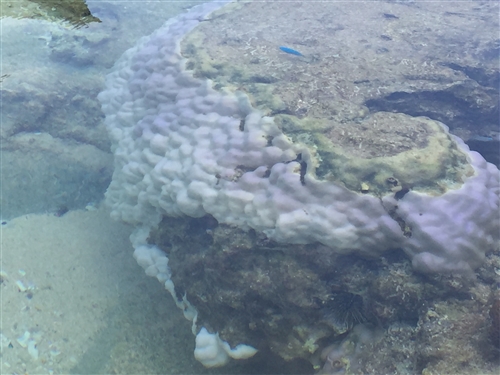 <% pageTitle %>” /></p>
<p>ティーヌ浜は、海際を歩いただけでもサンゴや熱帯魚を見ることができます。</p>
<p class=